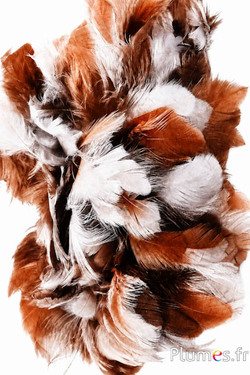 Gallina - 5-9 cm - bianco-bruno naturale